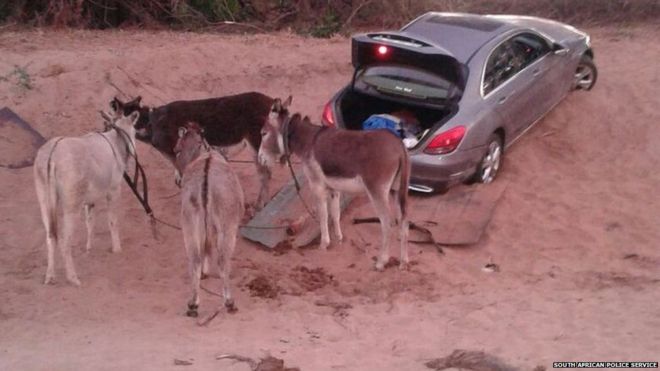 Car thieves getting smarter, they are using donkeys to smuggle cars across the border